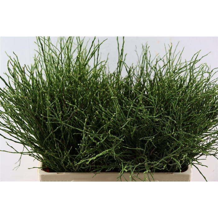 <h4>Vaccinium Myrtillus P Tak</h4>