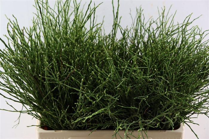 Vaccinium Myrtillus P Tak