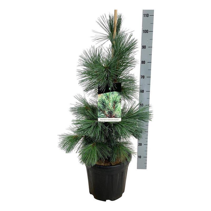 <h4>Pinus flex. 'Vanderwolf's Pyramid'</h4>