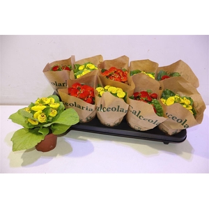 arr8 Calc X Herbeohybrida