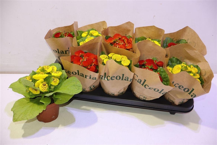 <h4>arr8 Calc X Herbeohybrida</h4>