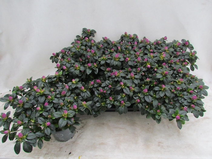 <h4>RHODO SI TOSH PARIS</h4>