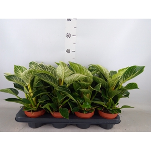 Philodendron   ...
