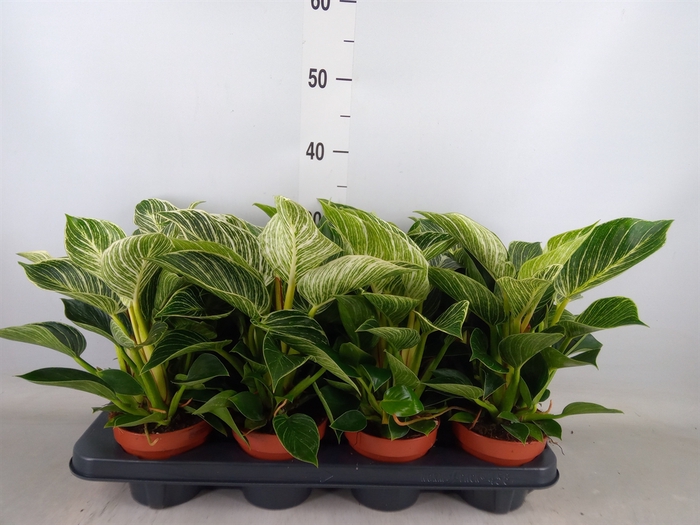 <h4>Philodendron   ...</h4>