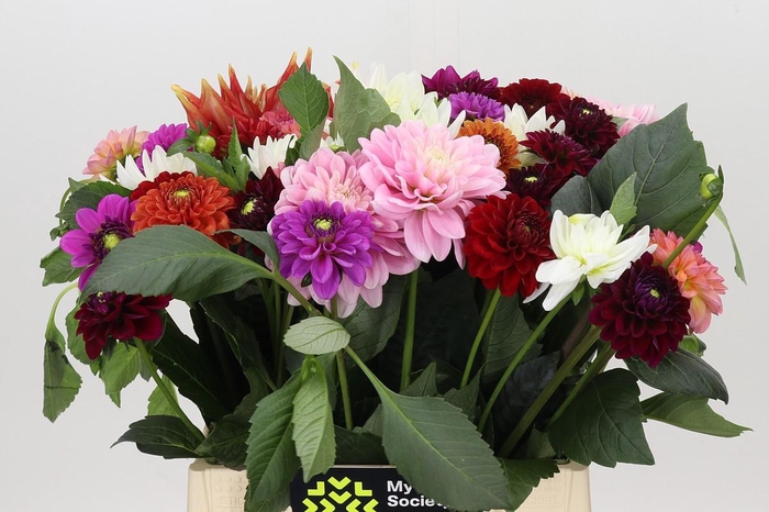 <h4>Dahlia Gemengd in bos</h4>