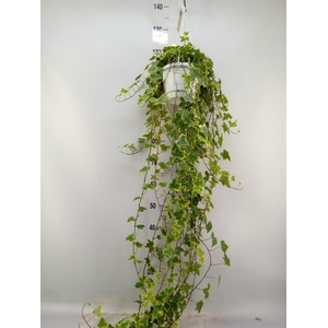 Hedera helix 'Goldchild'