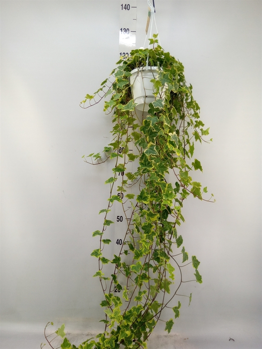 <h4>Hedera helix 'Goldchild'</h4>