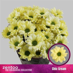 Chr T Chic Cream