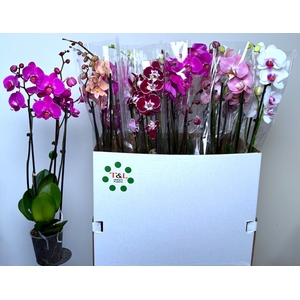PHAL GEM 7 KL