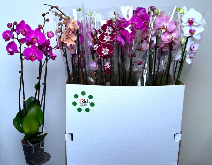 <h4>PHAL GEM 7 KL</h4>