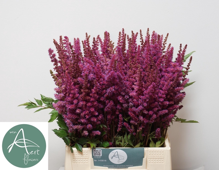 <h4>ASTIL MAGGIE DALEY</h4>