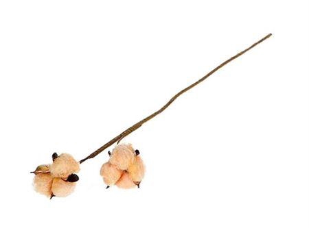 <h4>Stem Cotton 2 Heads L50 Orange</h4>