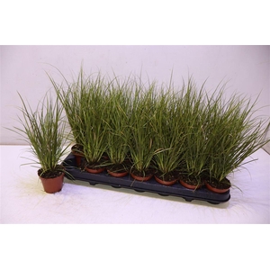 arr8 Care Cg Phoenix Gr