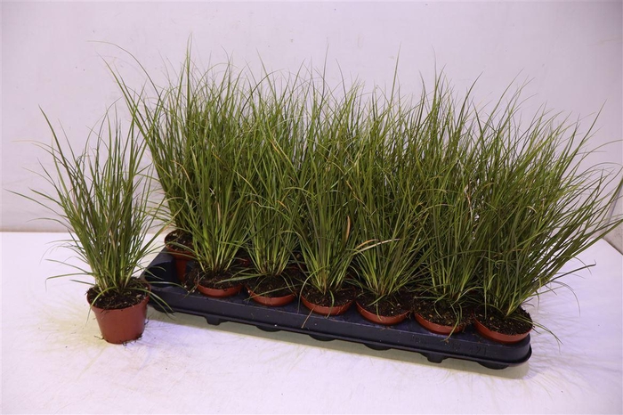 <h4>Care Cg Phoenix Gr</h4>