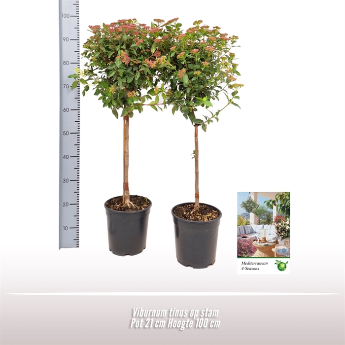 <h4>Viburnum tinus op stam</h4>