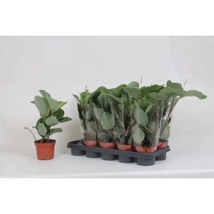 MARANTA KERCHOVEANA
