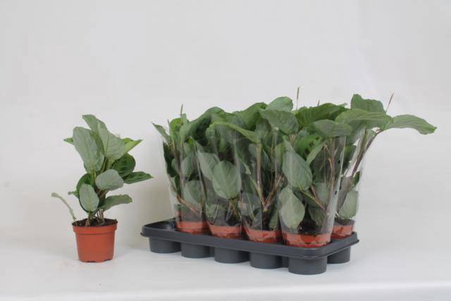 <h4>MARANTA KERCHOVEANA</h4>