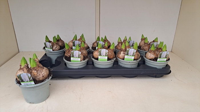 <h4>HYACIN WHITE PEARL</h4>