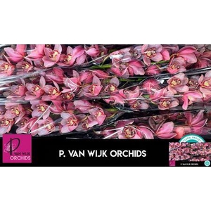 Cymb T Mys Pink Blos