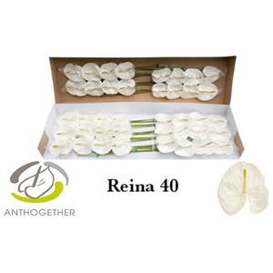 Anth A Reina 11 cm X40 Bouman