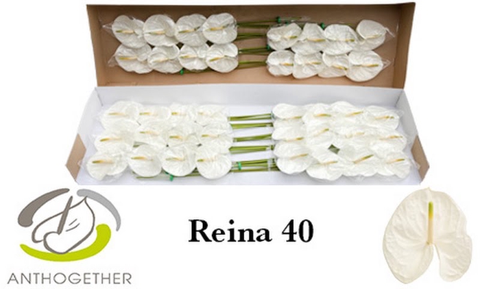 <h4>Anth A Reina 11 cm X40 Bouman</h4>