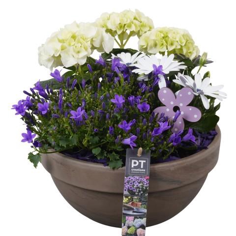 <h4>PTPP6931 Arrangement Patio in terracotta schaal</h4>