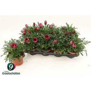 Gazania 'Kiss Rose'