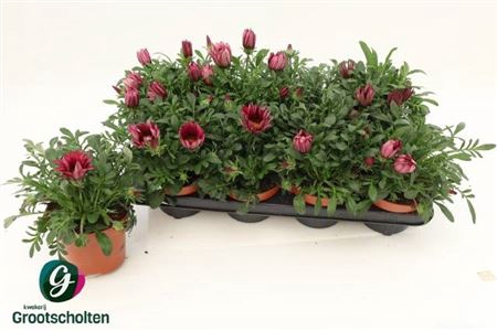 <h4>Gazania 'Kiss Rose'</h4>