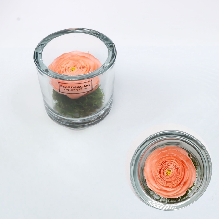 Cilinder d9x8h ranunculus pea-99 glas