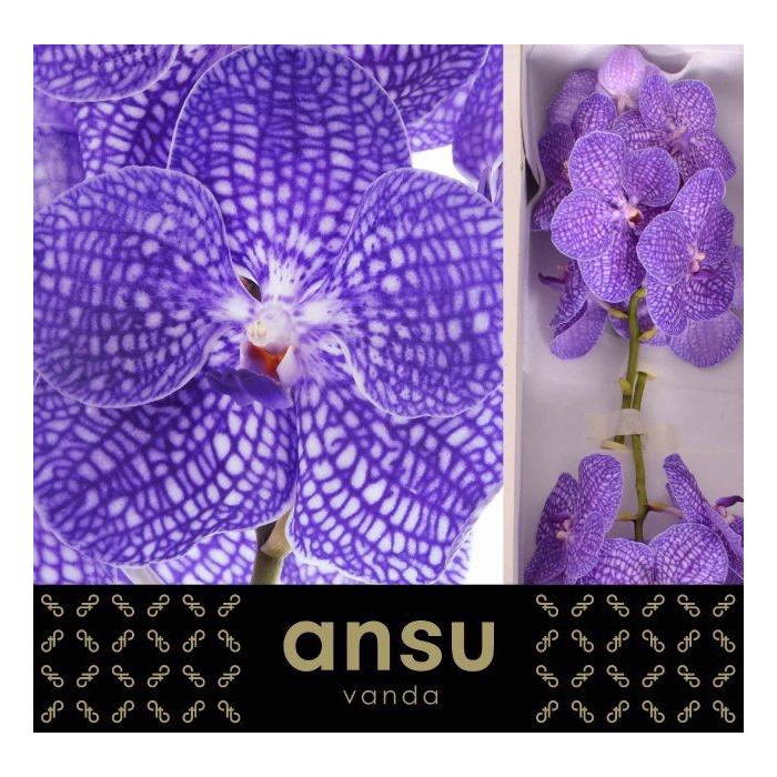 <h4>Vanda Kan Indigo</h4>