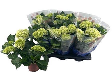 <h4>Hydr M Hi White Sun 7-8++</h4>