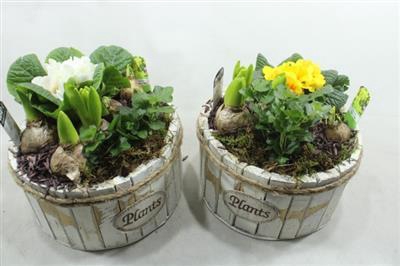 <h4>1181 Plants XL Rond</h4>