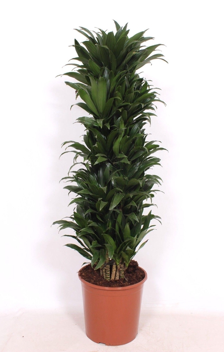 <h4>Dracaena Compacta</h4>