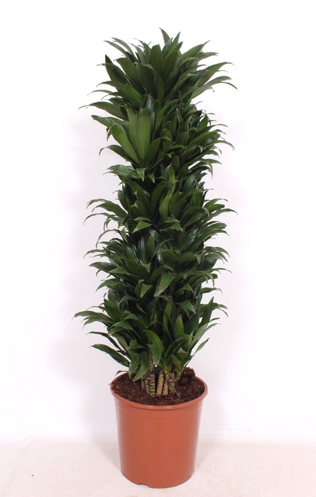 <h4>Dracaena Compacta</h4>