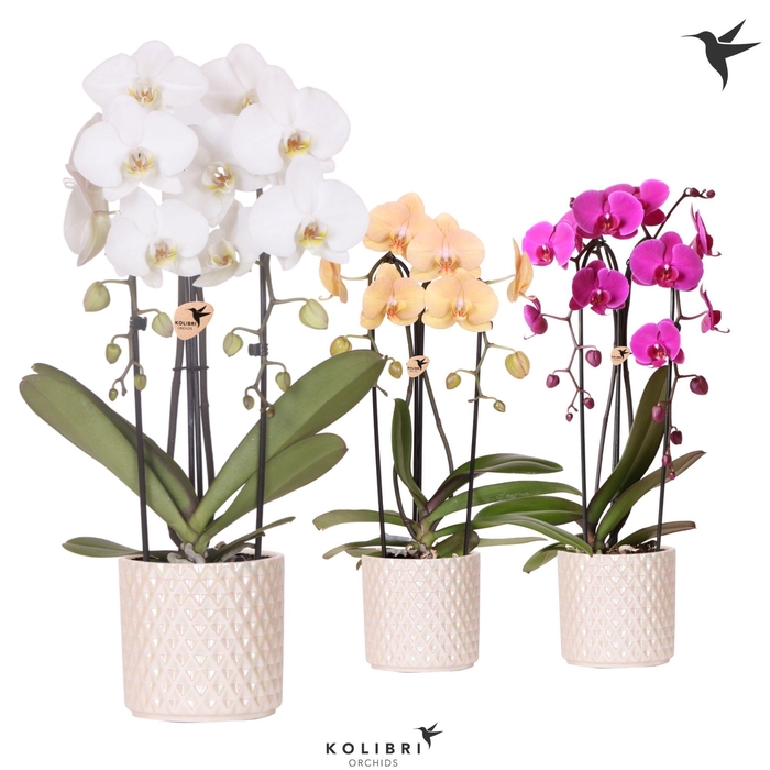 <h4>Kolibri Orchids Phalaenopsis Cascade Niagara Fallmix 2 spike in Diamond Pearl pot travertine</h4>