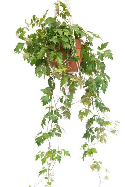 <h4>CISSUS C21</h4>