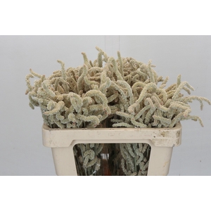 Amaranthus Yearming Desert