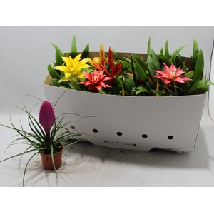 BROMELIA GEM 13 SRT