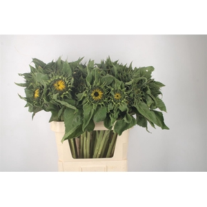 Helianthus Sunrich Orange X35