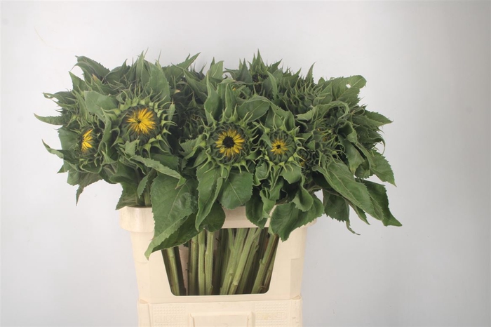 <h4>Helianthus Sunrich Orange X35</h4>