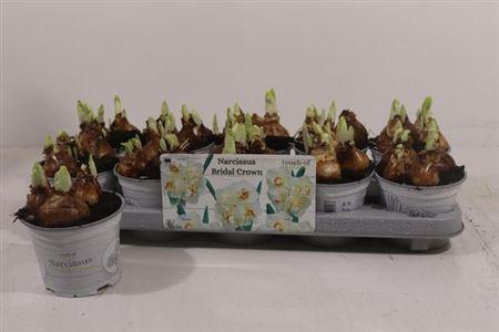 <h4>Narc D Bridal Crown</h4>