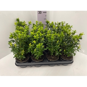 Buxus sempervirens 9Ø 18cm 9Ø