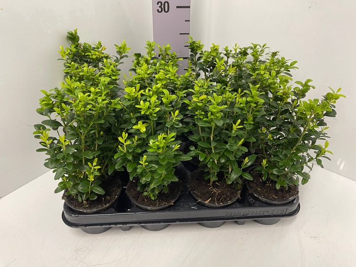 Buxus sempervirens 9Ø 18cm 9Ø