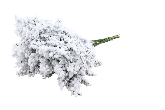 <h4>Ruscus Aculeatus Snow White</h4>