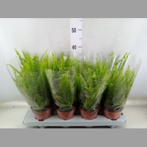 Nephrolepis exal. 'Green Lady'