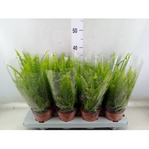 Nephrolepis exal. 'Green Lady'