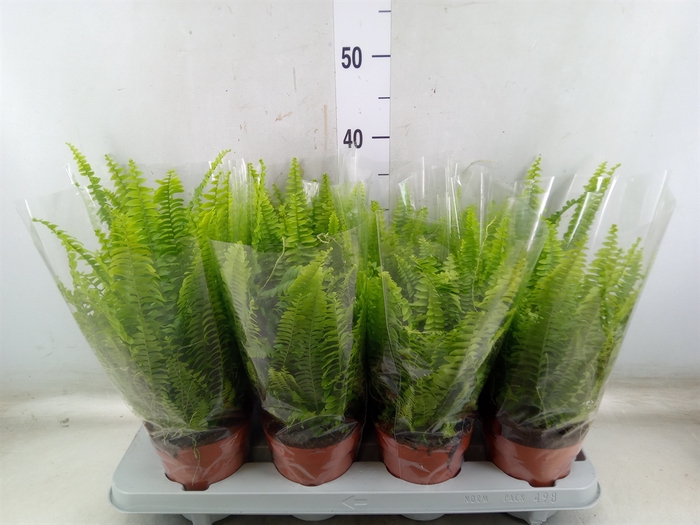 <h4>Nephrolepis exal. 'Green Lady'</h4>