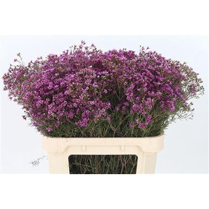 Chamelauc Jupiter Purple