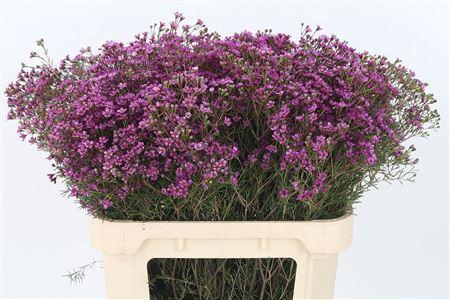 <h4>Chamelauc Jupiter Purple</h4>