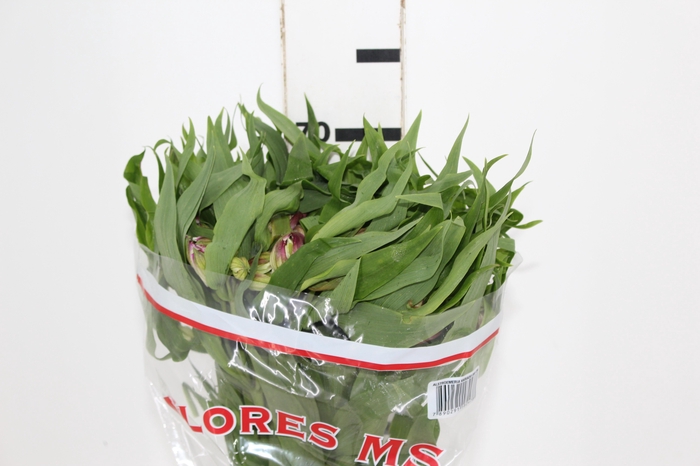 <h4>ALSTROEMERIA FLORENTINA 080 CM</h4>
